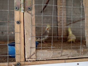 cuce qefes: Nimfalari (Cockatiel) cütü - Növ: Nimfa tutuquşusu (Nymphicus — 5