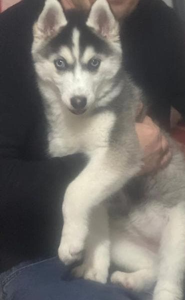 Xaski, 3 ay, Dişi, Peyvəndli, Ünvandan götürmə lalafo.az -da Xaski, 3 ay, Dişi, Peyvəndli, Ünvandan götürmə