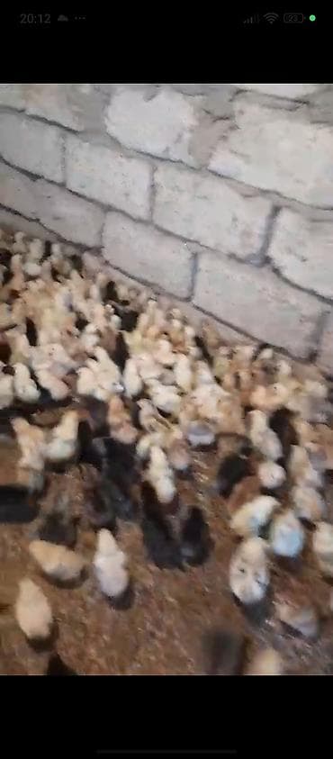 afcarka itlerin satisi: Kend cuceleri 12 gunluk 1.50 azn unvan mastaga — 2