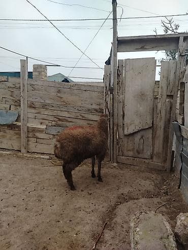 Собаки: Ягненок, Самец, месяцев: 7, 30 кг, Для мяса, Самовывоз — 3