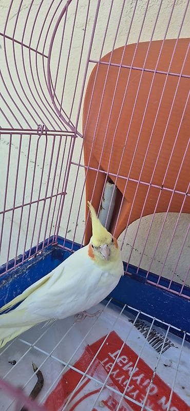 Böyü qușlar 1erkek biri dișidur cutu 70manat balacalar ise 6 ededir — 6