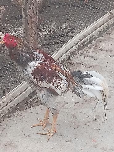 Aseel tipli xoruz - Cinsi: Aseel (uzunboy, güclü skelet quruluşu