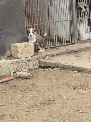 kanqal itlerin qiymeti ucuz: Qurdbasar, 1 ay, Erkek, Peyvəndli — 2