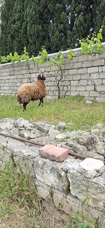 Salam 1 yasi teze olub Qala toglusudu buynuzlu iri heyvandi. Damazliga — 5