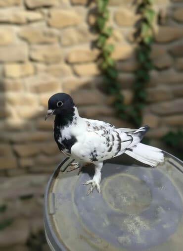 amerika devequsu haqqinda melumat: Maştağadadir — 2