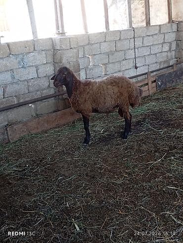 Qala qocu super qocdu 1 ilikdir super qoyun surmeyi var 70 kiloya — 3