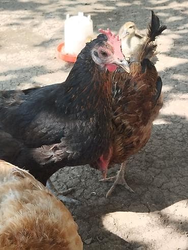 cex quşlar: 1 fere hinduşka 2 dene toyuq satılır Tam sağlamdilar toyuqlar — 4