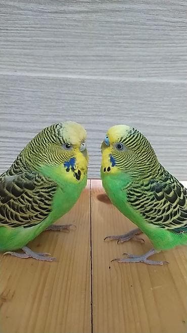 ilan oyuncaq: Məhsul: 2 ədəd dalmatin/xoruzquyruq dalğalı tutuq (budaqlı), qəfəs və — 7