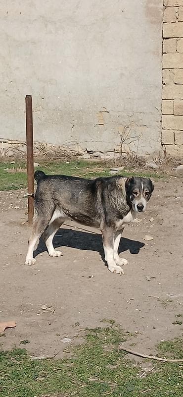 Heyvanlar üçün mallar: Qurdbasar, 2 il, Dişi — 1