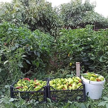 Букетные цветы: Toz halinda mal peyini - kisesi 2,80 q. ( boyuk kepek kisesinde) — 5