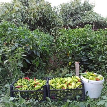 dibcək gulləri ev gulleri ve adlari: Toz halinda mal peyini - kisesi 2,60 q. ( boyuk kepek kisesinde) — 5