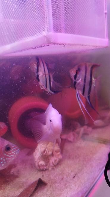 Mələk balığı (skalyari), Sülhsevər — 2