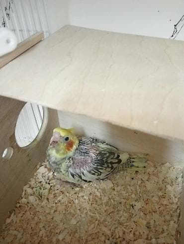 ov tiri satilir: 25gunluk korella balasi oz qusumun balasidi biri qalib vitaminli — 1