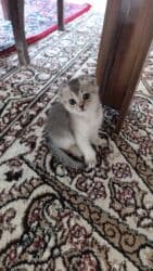 pişiklər bala: Şinşilla, Erkək, Dişi, Yaxşı əllərə, Pulsuz çatdırılma — 2