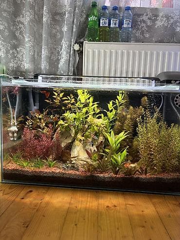 quppi balığı: Dördbucaq akvarium, Balıqlarla birlikdə, 120 l, Pulsuz çatdırılma — 2