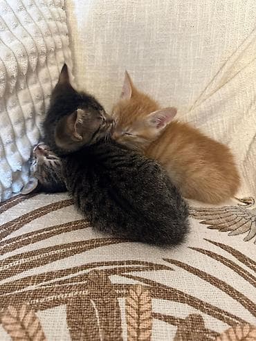 pişik balaları: Tabbi, Erkək, Dişi, Yaxşı əllərə, Ünvandan götürmə — 5