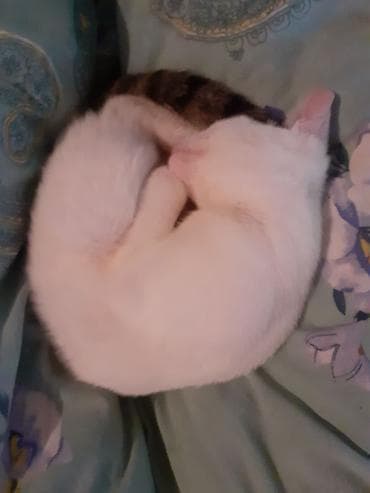 meymun balasi satiram: Dişi — 3