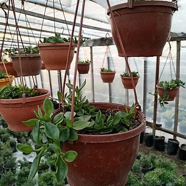 heserat yeyen bitkiler: Asılmaq üçün plastik saksılarda sukulentlər - Bitki növü: müxtəlif — 4