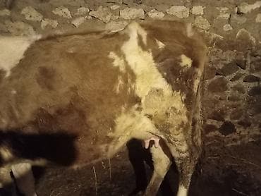 Mal-qara: Dişi, Simental, il: 4, 140 kq, Damazlıq, Ətlik, Ünvandan götürmə — 4