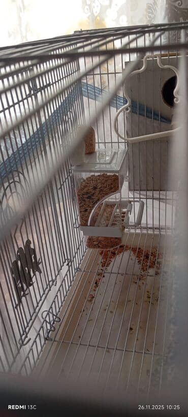 Yuvalar: Quş qəfəsi dəsti - Ölçülər: uzunluq 60 sm, hündürlük 40 sm, eni — 3