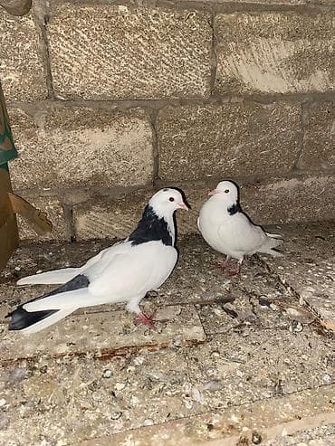 ma: Salam cut deyller ancag bri erkeydi bri maya — 2