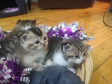 quba heyvanlar: Şotland yastı qulaq — 5