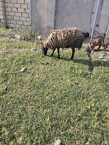 qala quzuları: Qala qoyunu cavan heyvandi — 2