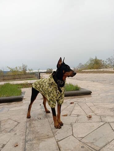доберман купить: Doberman, Cütləşmə üçün — 4