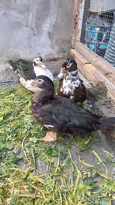 ördekler: Salam lal ordek satiram 4 denedi biri xoruzdu 3 dişi xoruzu 30 azn di — 4