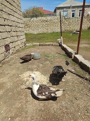 cuca: Erkək, | Lal ördək, Ətlik — 2