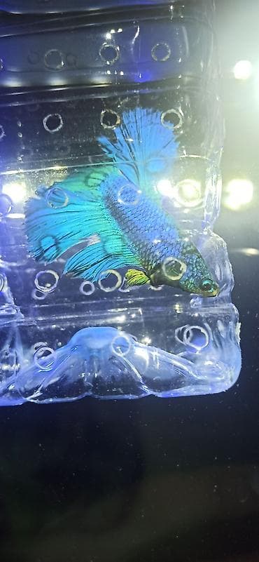 heyvan evləri: Betta (Petuşok balığı), Ünvandan götürmə — 4