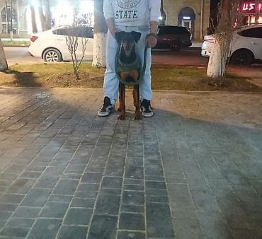 husky balasi satilir: Doberman, Dişi — 2