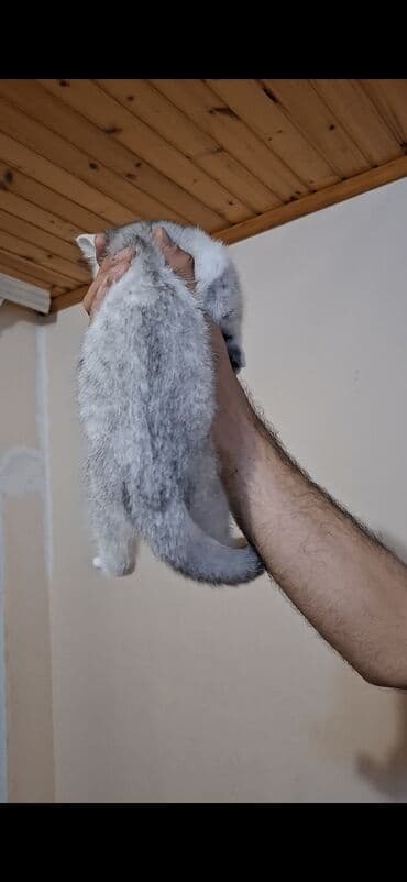 отдам котят в хорошие руки: Silver sinsila temiz qan dişidi Anada atada silverdi saqlam baladi — 7