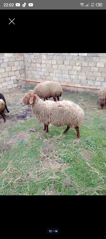 ana bala qoyun: Qoyun satılır istəyən olsa yazsın video sun atım baxın real alıcıya — 5