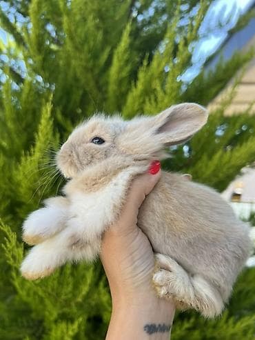 akita satilir: Satılır Holland dovşanı Çox xüsusi və nadir rəngdədir. Boynunda — 2