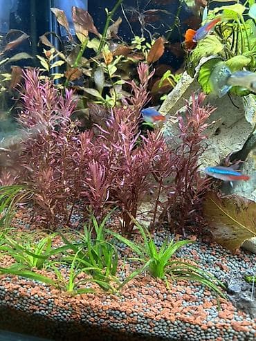 quppi balığı: Dördbucaq akvarium, Balıqlarla birlikdə, 120 l, Pulsuz çatdırılma — 9