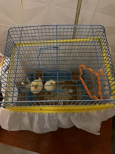 3 ədəd 3 aylıq papuqaylar tam sağlam və aktivdirlər qəfəs qarışıq lalafo.az -da 3 ədəd 3 aylıq papuqaylar tam sağlam və aktivdirlər qəfəs qarışıq