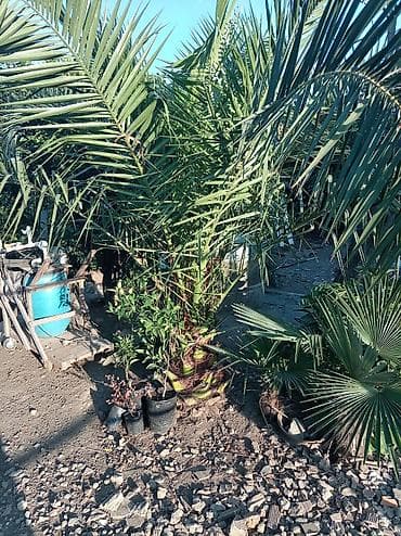 ağac: Xurma xurması (Phoenix dactylifera) – iri, güclü köklü palma - Növ — 2