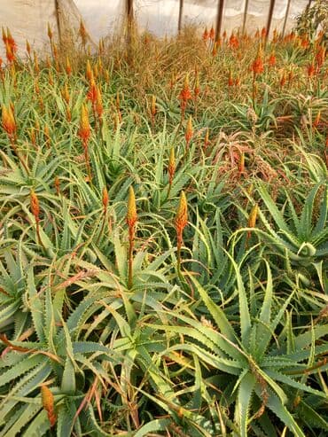 Çöl bitkiləri: Bu təsvirdəMüalicəvi aloe və Aloe vera bitkiləri təsvir edilmişdir — 5