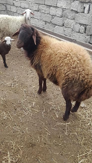 Pişiklər: 1 çi qarına cavan qoyundu sağlam heyvandı balası dişidi — 5