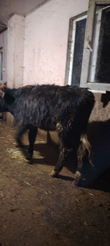 домики для кошек баку: Super dana — 6