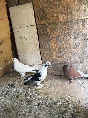 goyerçin: Hamisi 35 azn ciddi alicilar yazsin — 3