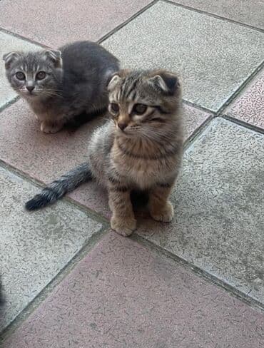 erkək pişik adları: Şotland yastı qulaq — 1