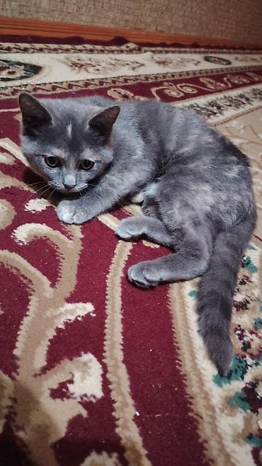 menks cinsi pisik: Dişi, Ödənişli çatdırılma — 3