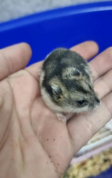 Cırtdan hamster (cüce hamster) - Növ: Cırtdan (Djungarian/Syrian