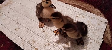 Satılır: ördək balaları (3 ədəd) Temiz kanada cinsi MACAR ördəyinin lalafo.az -da Satılır: ördək balaları (3 ədəd) Temiz kanada cinsi MACAR ördəyinin