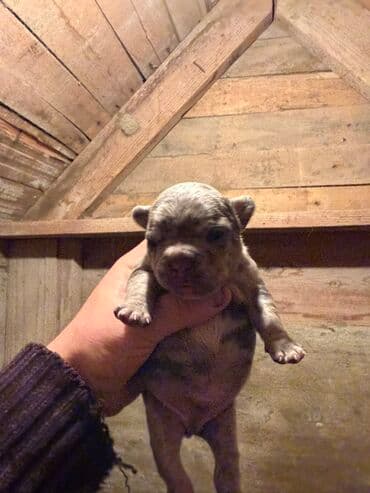 акита ину цена в баку: Американский бульдог, 1 месяц, С прививками, Платная доставка — 11