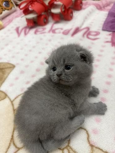 pisik balası: Şotland yastı qulaq, Dişi — 7