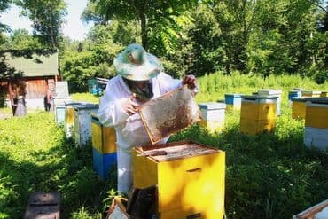 сырдуу бал: 🚗Rossiyadan tebii bal — 1