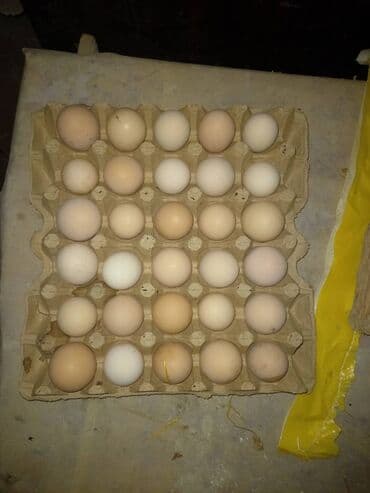 sort toyuq: Toyuq, Australorp, Damazlıq, Ünvandan götürmə, Ödənişli çatdırılma, Rayonlara çatdırılma — 4